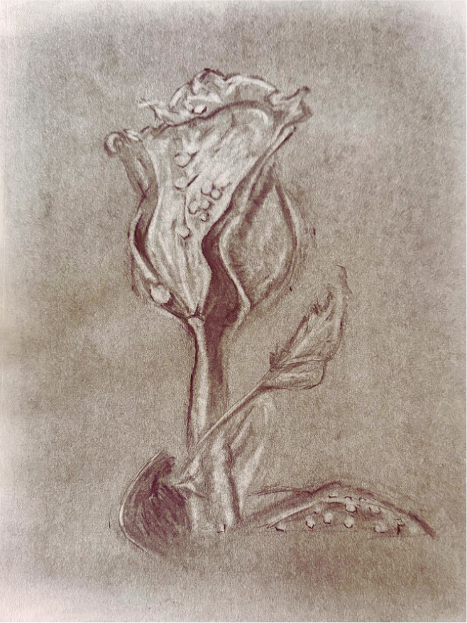 Charcoal drawing titled 'Rose'